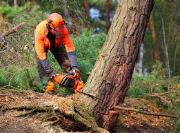 How Our Tree Care Process Works  in  Glenwood, IL